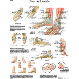 3B® Anatomical Chart - Foot & Ankle, Paper