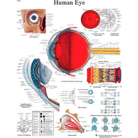 3B® Anatomical Chart - Eye, Laminated