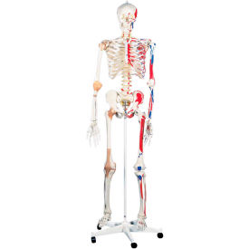 3B® Anatomical Model - Sam The Super Skeleton on Roller Stand