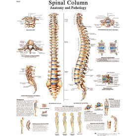 3B® Anatomical Chart - Spinal Column, Paper