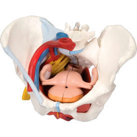 3B® Anatomical Model - Female Pelvis, 6-Part with Ligaments