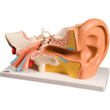 3B® Anatomical Model - Deluxe Ear, 4-Part (3X Size)