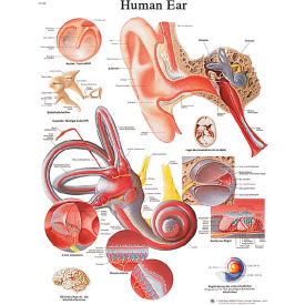 3B® Anatomical Chart - Ear, Laminated