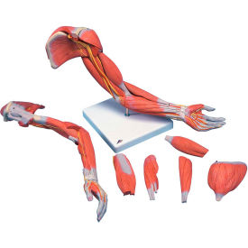 3B® Anatomical Model - Deluxe Muscular Arm, 6-Part