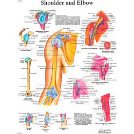 3B® Anatomical Chart - Shoulder & Elbow, Paper