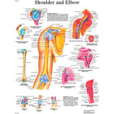 3B® Anatomical Chart - Shoulder & Elbow, Paper