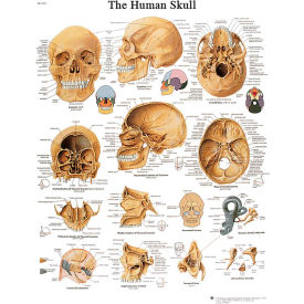 3B® Anatomical Chart - Skull, Paper