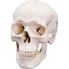 3B® Anatomical Model - Classic Skull, 3-Part