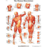 3B® Anatomical Chart - Musculature, Sticky Back