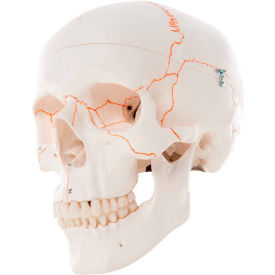 3B® Anatomical Model - Classic Skull, 3-Part Numbered