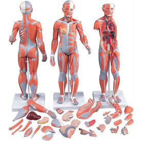 3B® Anatomical Model - 1/2 Life Size Complete Dual Sex Muscle Figure, 33-Part