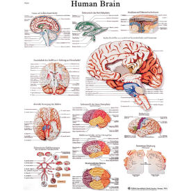 3B® Anatomical Chart - Brain, Laminated