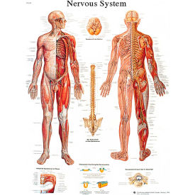 3B® Anatomical Chart - Nervous System Chart, Laminated