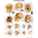 3B® Anatomical Chart - Skull, Sticky Back