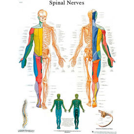 3B Scientific® Spinal Nerves Anatomical Chart, Paper