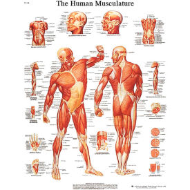 3B® Anatomical Chart - Musculature, Laminated