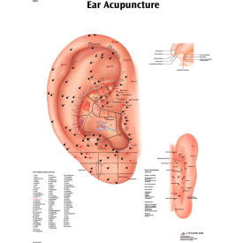 3B® Anatomical Chart - Acupuncture Ear, Laminated