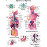 3B® Anatomical Chart - Lymphatic System, Laminated