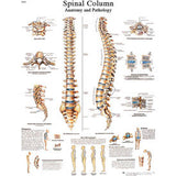 3B® Anatomical Chart - Spinal Column, Sticky Back