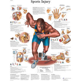 3B® Anatomical Chart - Sports Injuries, Paper