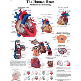 3B® Anatomical Chart - Heart, Paper