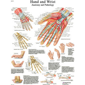 3B® Anatomical Chart - Hand & Wrist, Paper