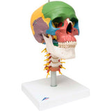 3B® Anatomical Model - Didactic Skull, 4-Part, on Cervical Spine