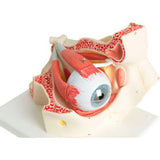 3B® Anatomical Model - Deluxe Eye, 7-Part (3X Size)