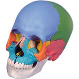 3B® Anatomical Model - Didactic Skull, Beauchene 22-Part