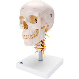 3B® Anatomical Model - Classic Skull, 4-Part, on Cervical Spine