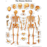 3B® Anatomical Chart - Skeleton, Paper