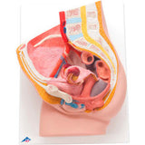 3B® Anatomical Model - Female Pelvis, 2-Part