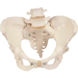 3B® Anatomical Model - Female Pelvic Skeleton with Movable Femur Heads