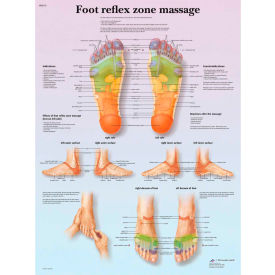 3B® Anatomical Chart - Foot Massage, Reflex Zone, Laminated