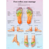 3B® Anatomical Chart - Foot Massage, Reflex Zone, Laminated