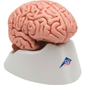 3B® Anatomical Model - Classic Brain, 5-Part