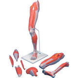 3B® Anatomical Model - Deluxe Muscular Leg, 7-Part