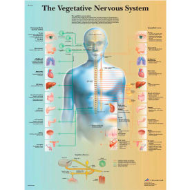 3B® Anatomical Chart - Vegetative Nervous System, Paper