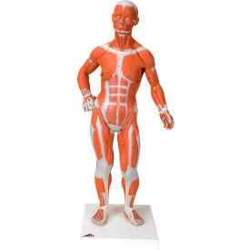 3B® Anatomical Model - 1/4 Life Size Muscle Figure, 2-Part