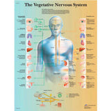 3B® Anatomical Chart - Vegetative Nervous System, Laminated