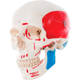 3B® Anatomical Model - Classic Skull, 3-Part Painted